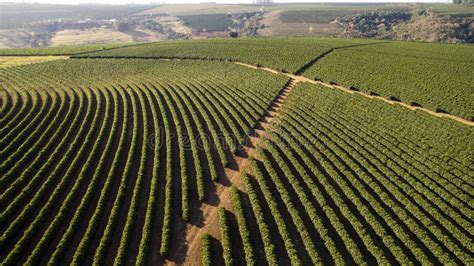 Aerial View Coffee Plantation in Minas Gerais State - Brazil Stock ...