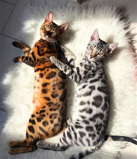 Two beautiful bengals chilling 😊 #bengals #bengalcats #catschilling ...