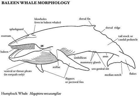 Baleen Whales - World's Largest Creature, Filter-Feeders | Animal ...