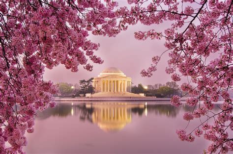 Cherry Blossoms at Jefferson Memorial | Colorful places, Cherry blossom ...