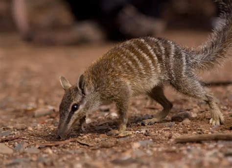 Numbat Facts | Numbat Diet, Habitat, Behavior, Reproduction