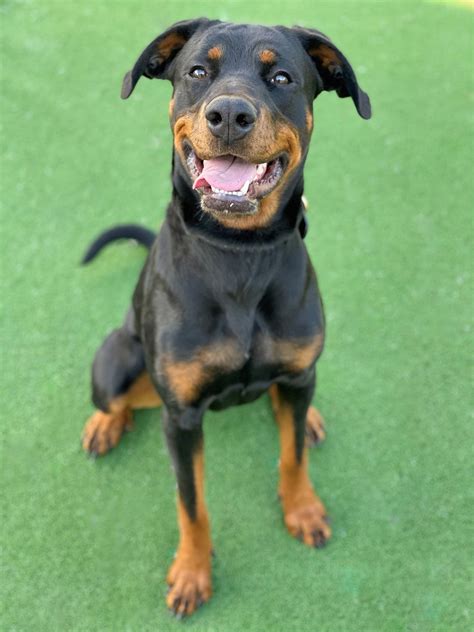 Tinka - Large Female Rottweiler x Doberman Mix Dog in NSW - PetRescue