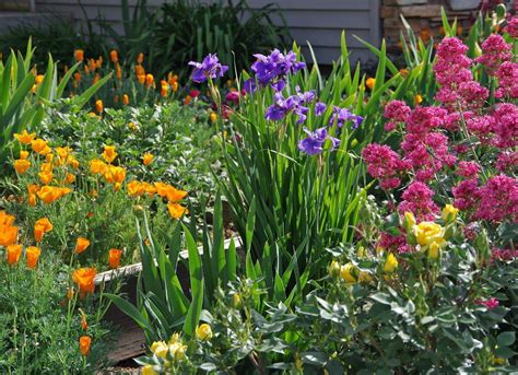 22 Iris Garden Design Ideas You Cannot Miss | SharonSable