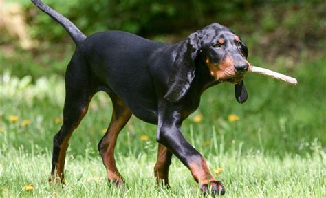 9 Marvelous Coonhound Mixes: Cute Canine Combos!