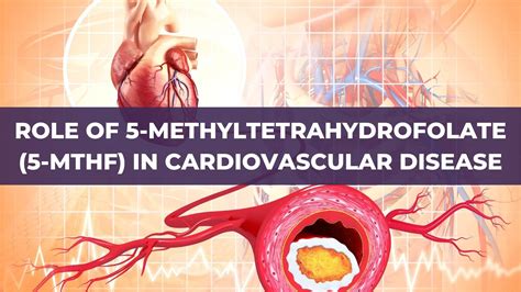 Role of 5-methyltetrahydrofolate (5-MTHF) in Cardiovascular Disease ...