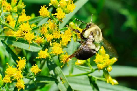 Common Eastern Bumble Bee (Bombus Impatiens) Stock Image - Image of ...