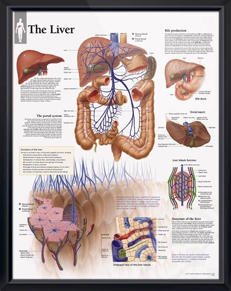 Pin on Doctors Anatomy Posters