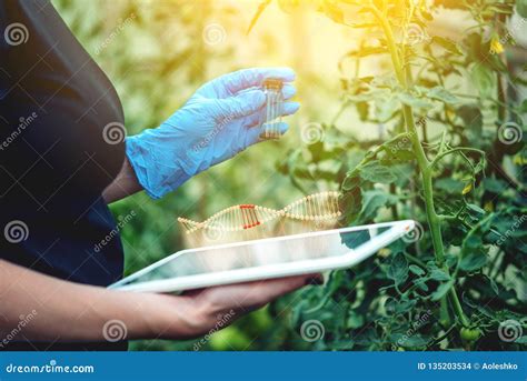 Woman Scientist Genetic Engineer Testing the Plant for the Presence of Genetic Modification. GMO ...