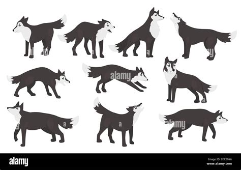 Gray wolf howling Cut Out Stock Images & Pictures - Alamy