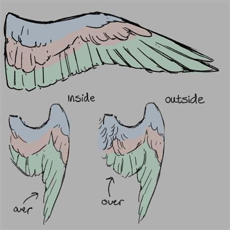 Falcon Wing Drawing