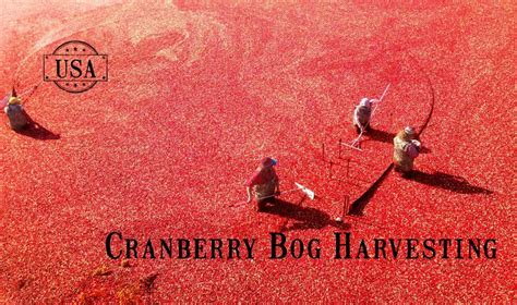 Cranberry Bog Tour, Massachusetts