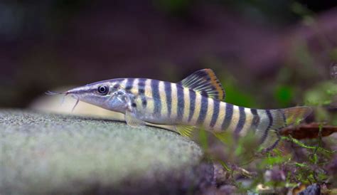 Tiger Loach (Syncrossus berdmorei): Ultimate Care Guide - Fish Laboratory