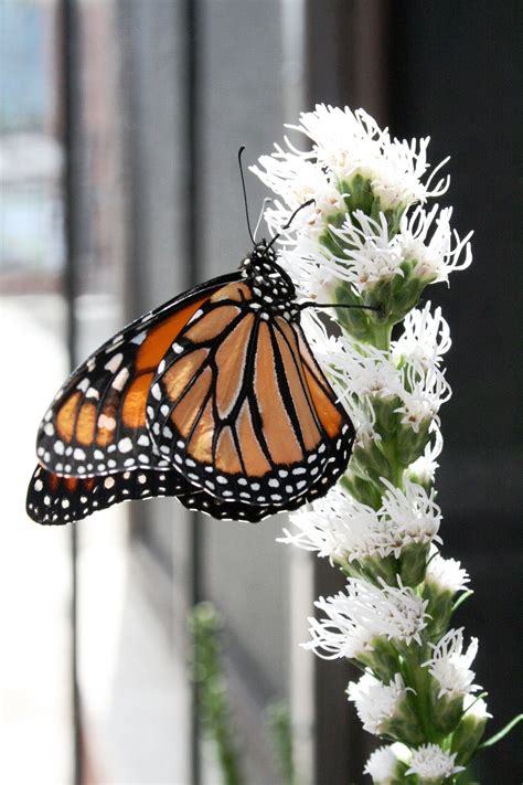 Blooming Butterflies exhibit at EdVenture Children's Museum | Butterfly exhibit, Childrens ...