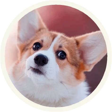 Sticker Maker - Funny corgi