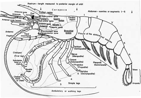 The Vetter Family: Shrimp Anatomy