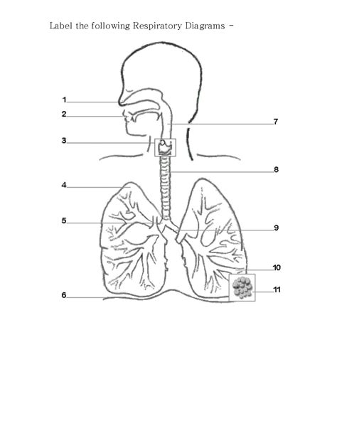 Diagram Of Respiratory System With Labels