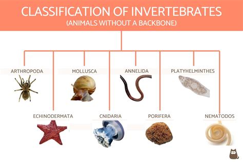 Classification of Invertebrates Chart With Definitions and Examples