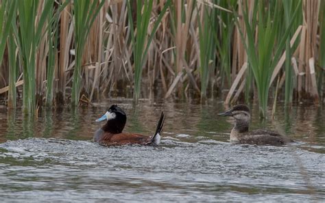 Wetland birds on Behance