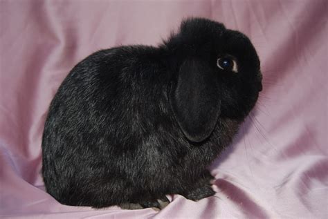 Black Mini Lop Rabbits