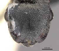 Cephalotes complanatus - AntWiki