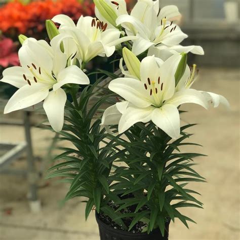 Lilium Lily Looks 'Summer Snow' L A Hybrid Lily | Garden Center Marketing