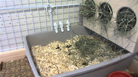 How To Litter Box Train Your Bunny Rabbit! - YouTube