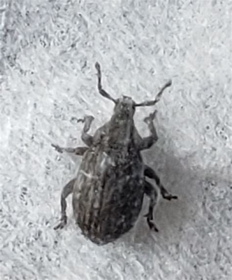 Weevil - PEST CONTROL CANADA