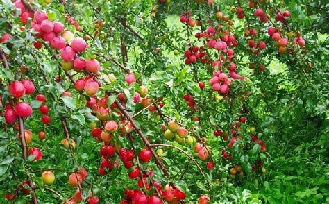 red plums tree Plum Tree, Red Plum, World Pictures, Birds, Nature ...