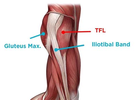 Tensor Fascia Lata