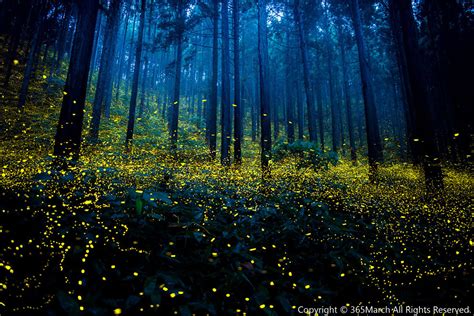 These Photos Of Fireflies Show How Beautiful Summer Nights Are In Japan » Design You Trust ...