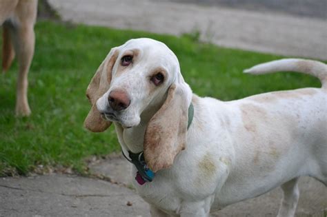 Can You Train A Coonhound Not To Bark