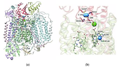 Structure of human cytochrome c oxidase. (a) The structure of the ...