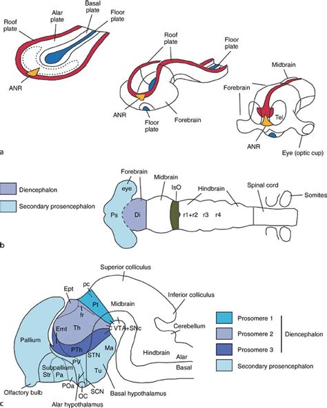 Evolution and Embryological Development of Forebrain | SpringerLink