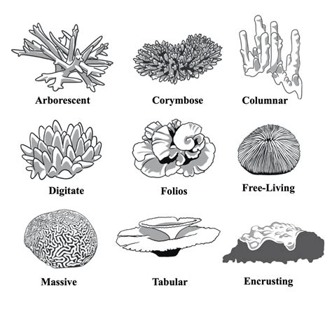 Coral Skeleton - Coral Disease & Health Consortium