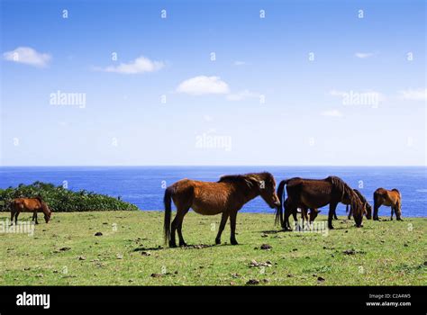 Wild Yonaguni Horses on Cape Agarizaki, Yonaguni Island, Yaeyama ...