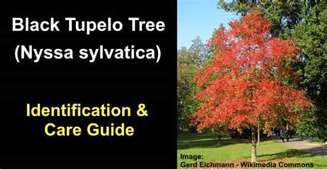 Black Tupelo Tree: Leaves, Bark (Pictures) - Identification and Care Guide