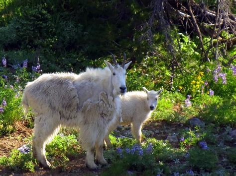 Mount Rainier National Park Wildlife | Visit Rainier