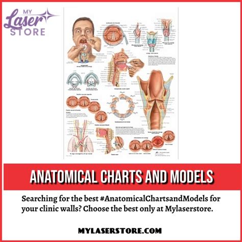 Why Choose Anatomical charts and models | My Laser Store