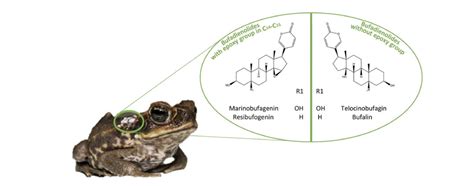 A toadally awesome defense system: How do Toads make their poison? - SICB