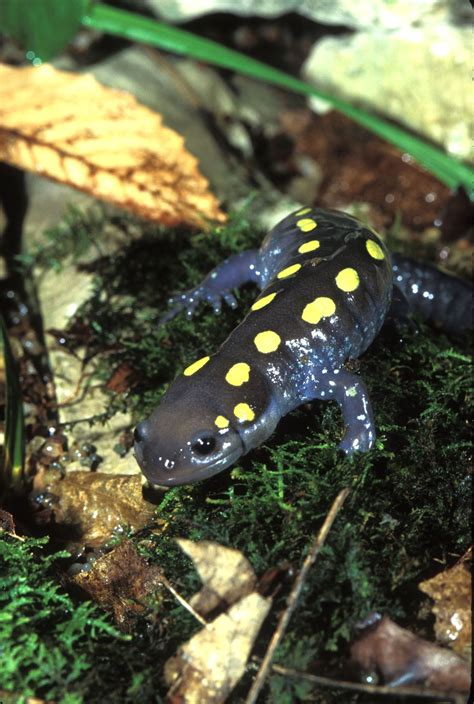 Spotted Salamander | Amphibians, Reptiles and amphibians, Salamander