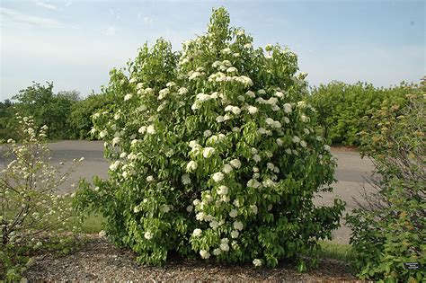 Nannyberry (Viburnum lentago) in Milwaukee Brookfield Waukesha New ...