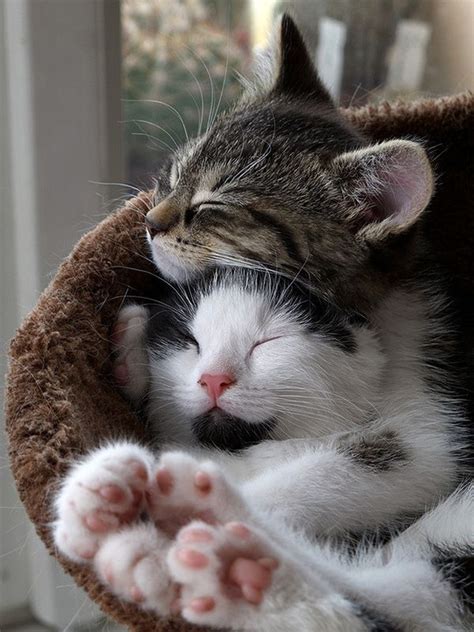 Two cats cuddling each other : aww | Baby cats, Cat cuddle, Cute cats