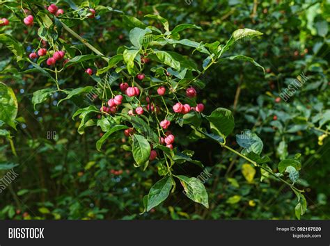 Honeysuckle Bush Red Image & Photo (Free Trial) | Bigstock