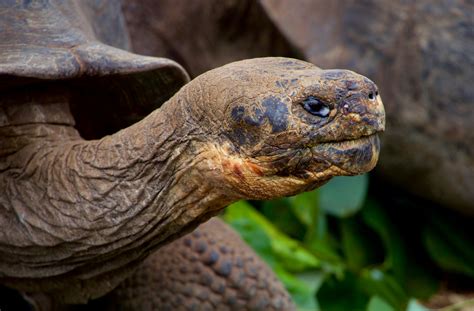 Tortoise Evolution - Splendid Galapagos