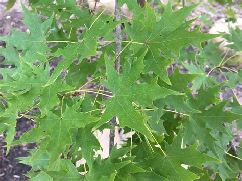 Shantung Maple | Southwest Nursery | Wholesale Landscaping Supplies | Dallas | Fort Worth