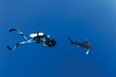 Rob Stewart's Sharkwater Extinction getting world premiere at TIFF 2018