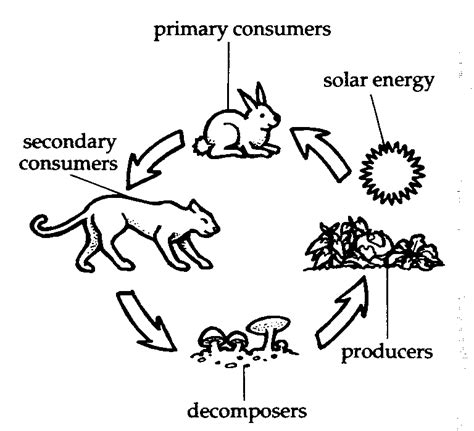 41 wolf food chain diagram - Wiring Diagrams Manual