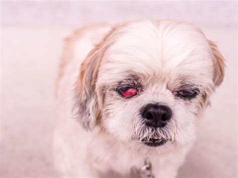 An Ultimate Guide on Eye Infection in Dogs | Pets Nurturing