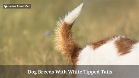 Dog Breeds With White Tipped Tails : (9 Cool Breeds) - 2024