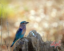 Fauna in Kanha National Park | Wildlife at Kanha